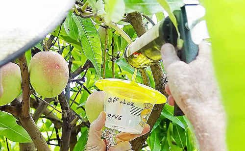 Iain Kay (DEEDI) installing a Queensland fruit fly pheromone trap in an abandoned mango orchard. Iain Kay (DEEDI) installing a Queensland fruit fly pheromone trap in an abandoned mango orchard.